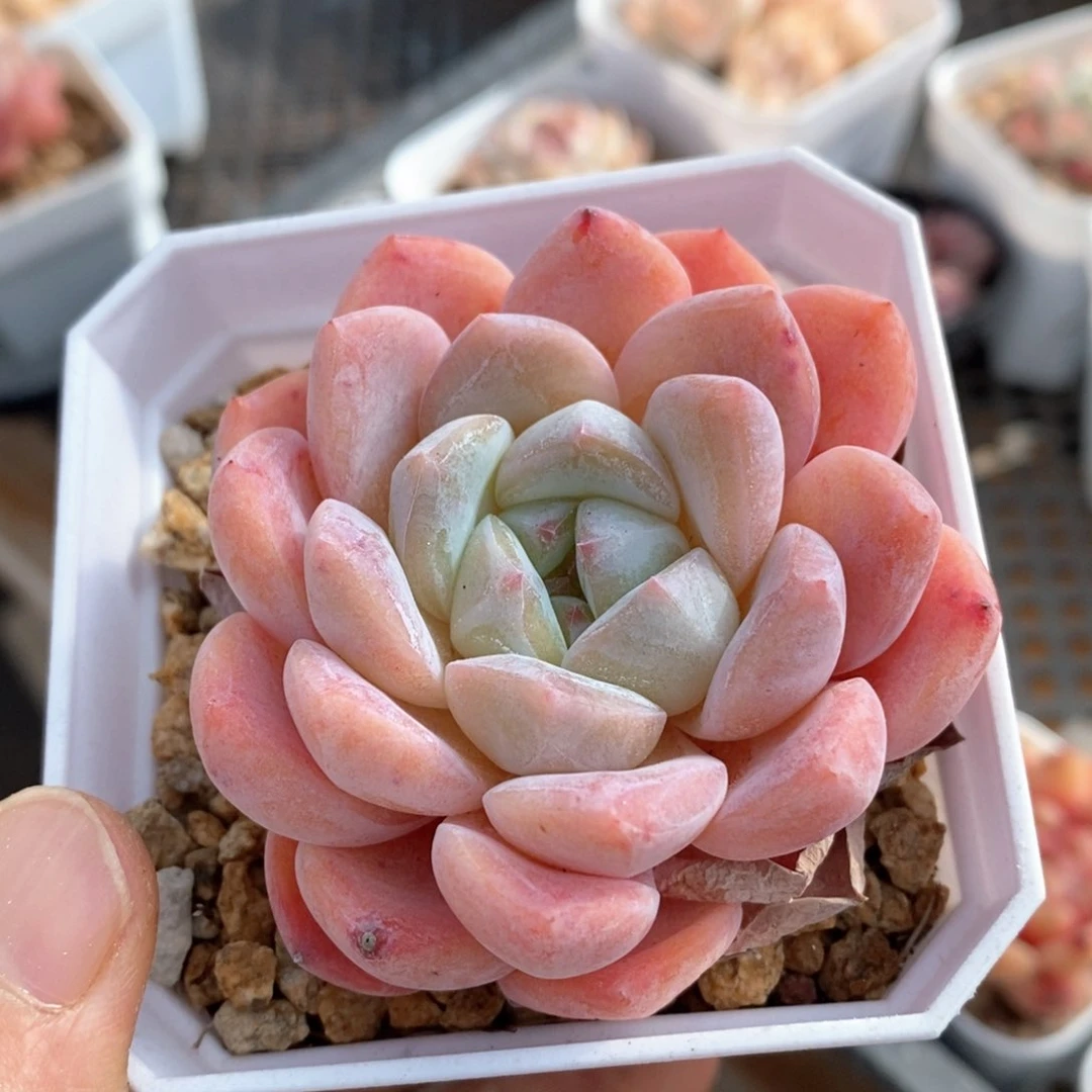 精品多肉一物一拍9