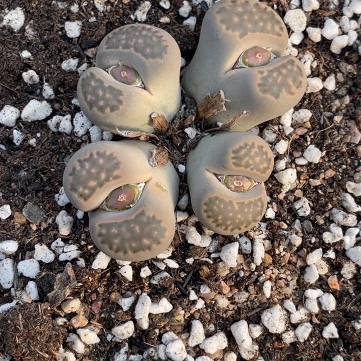 非偏远满20包邮557