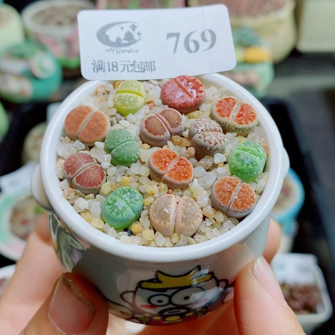 生石花花花花花花花花769