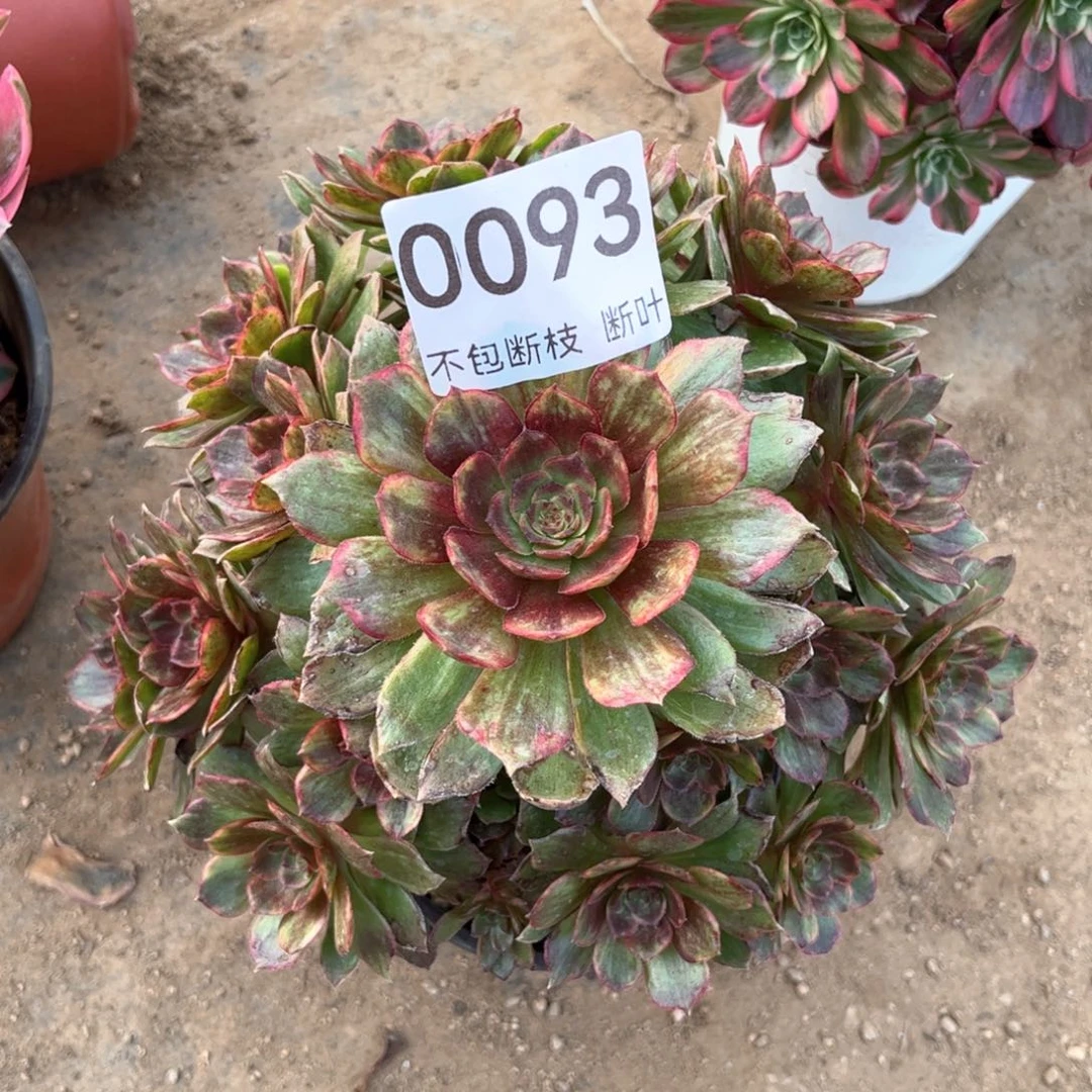 多肉法师，脱土发货