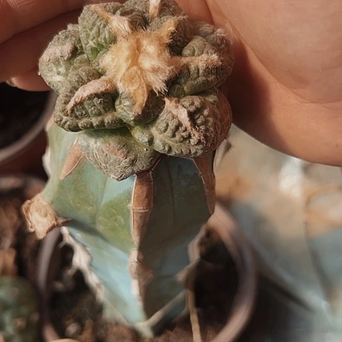 2490牡丹仙人球牡丹