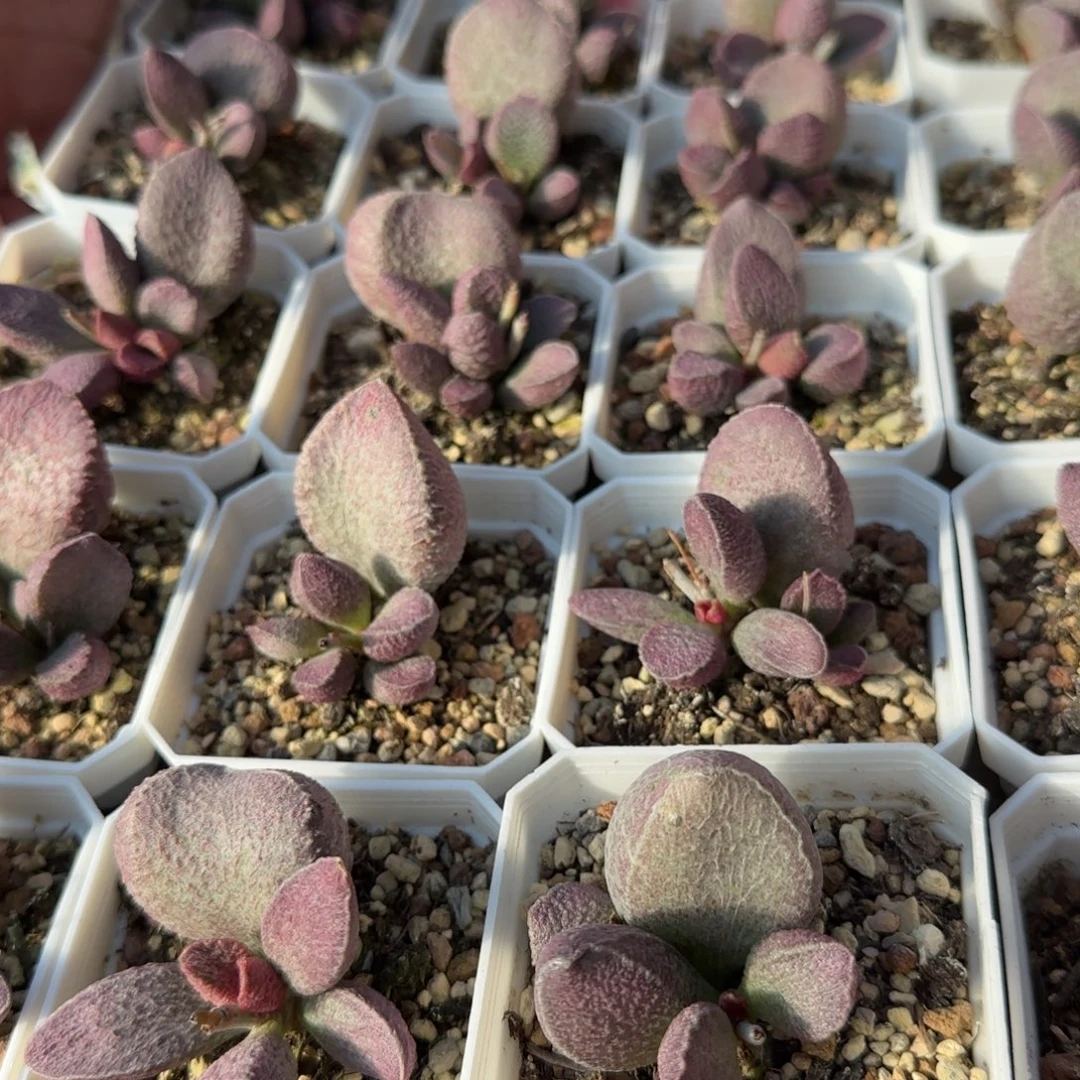 单颗哈莫猪肝量拍链接