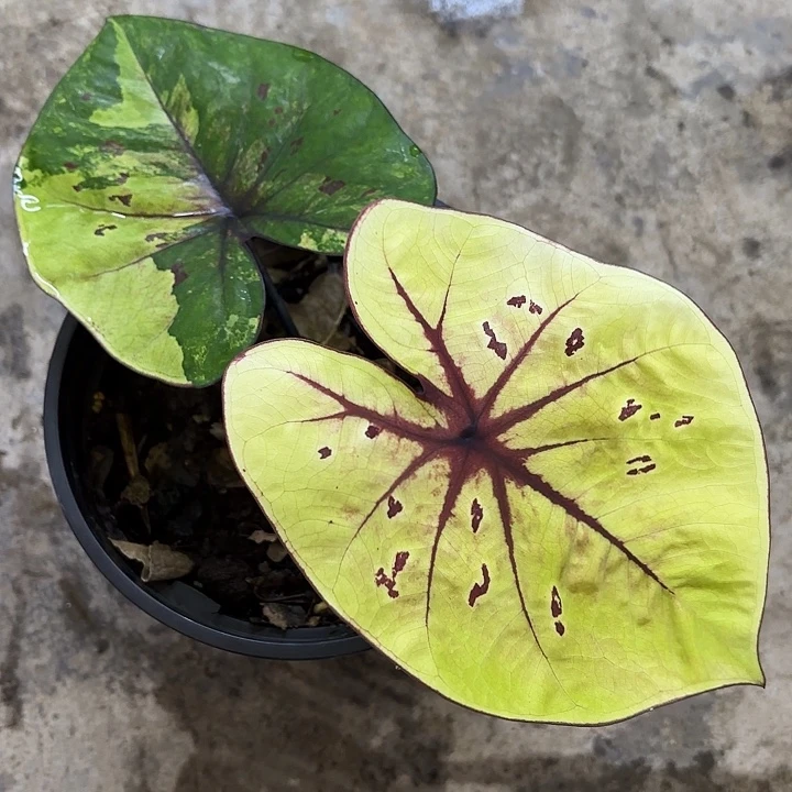 79-1202摇滚明星广东现货