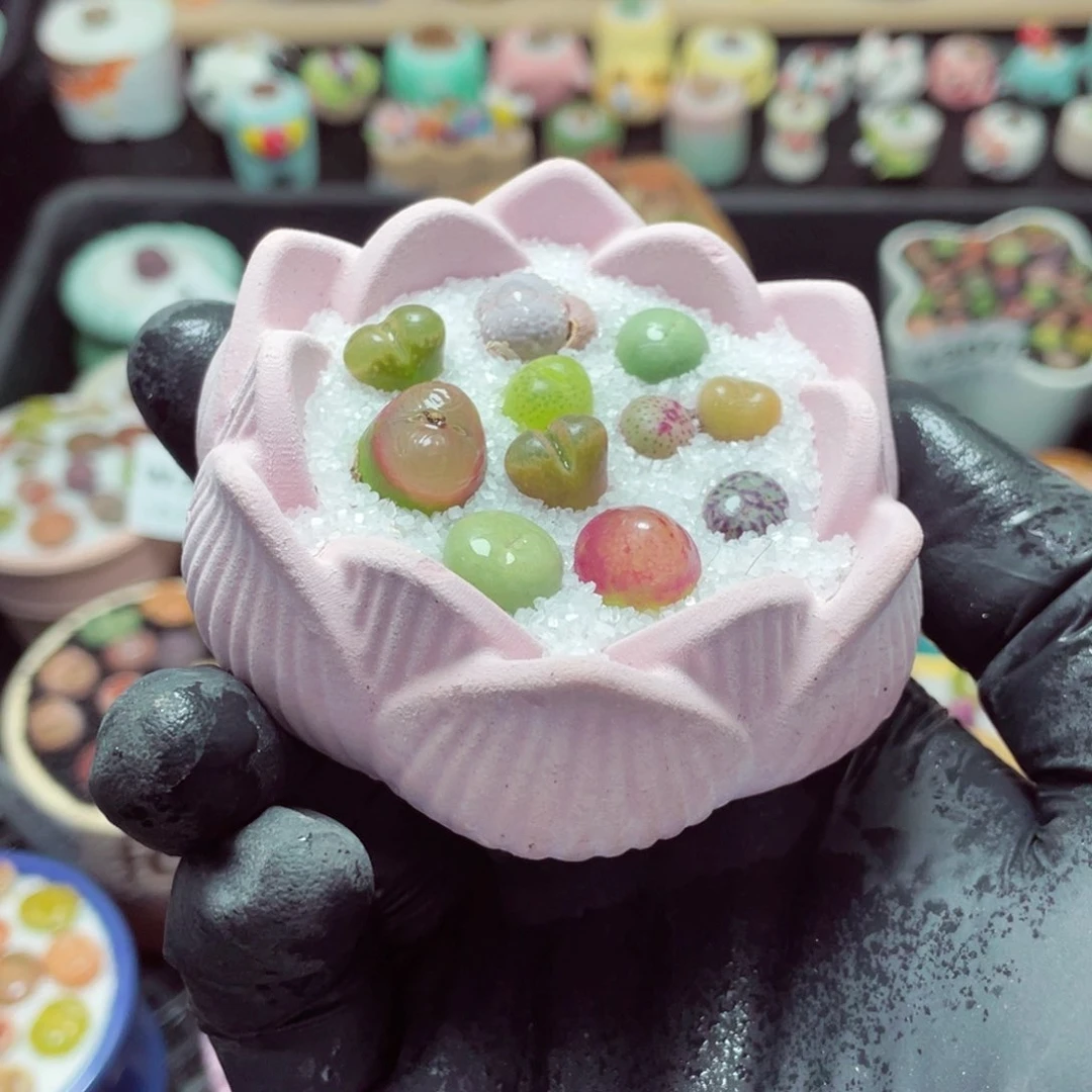 w3055--带盆土发货，零下地区拍保温箱