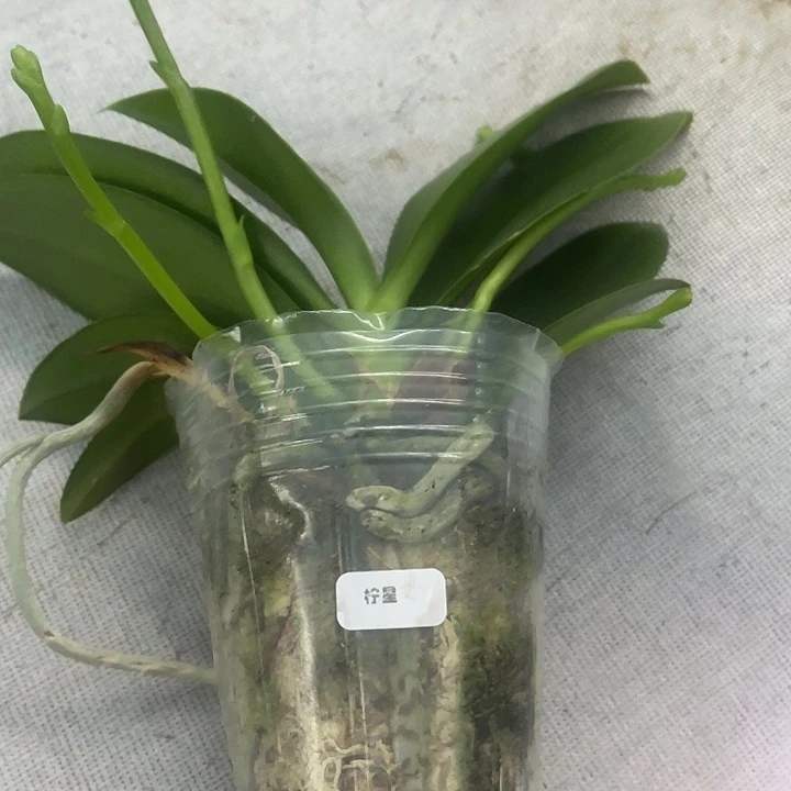 当前无花栽培后可以开花柠星带剑