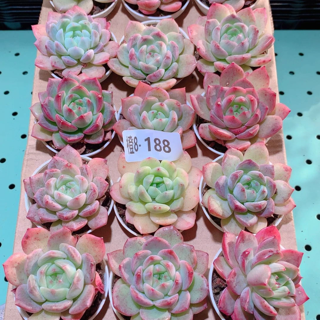 8-188一物一拍多肉带盆18颗