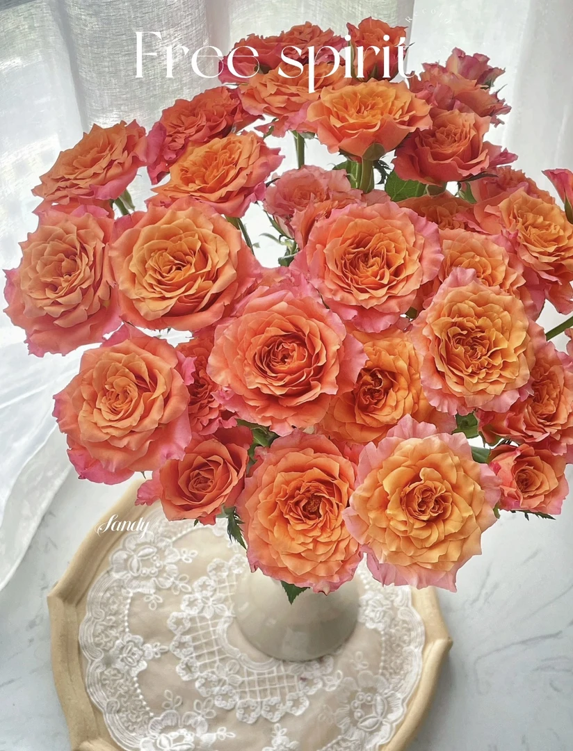 火灵鸟单头玫瑰 云南基地直发