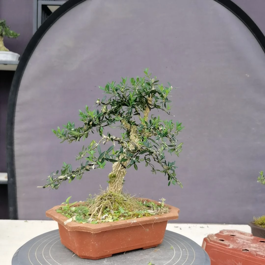 【闪购商品】陶瓷小叶雀舌皱皮黄杨