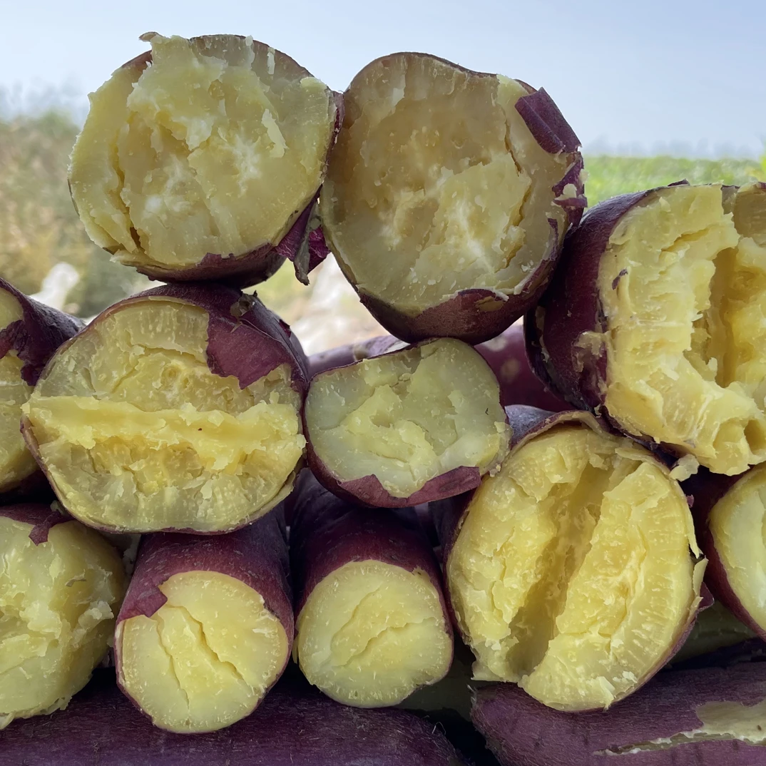 【宁夏高原红板栗薯】宁夏高原红沙地板栗薯软糯香甜现挖5斤/9斤装