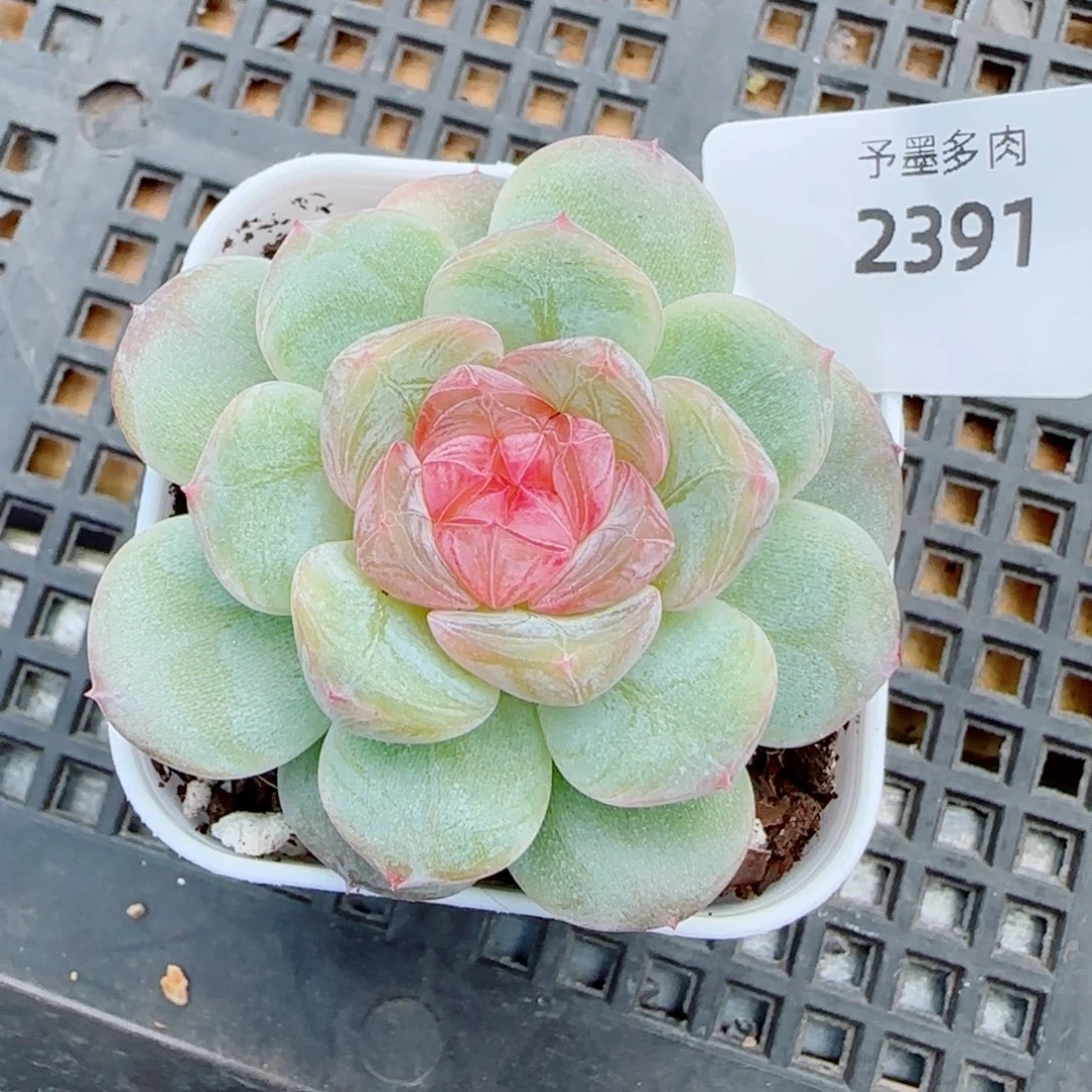 红蔷薇,2391多肉植物