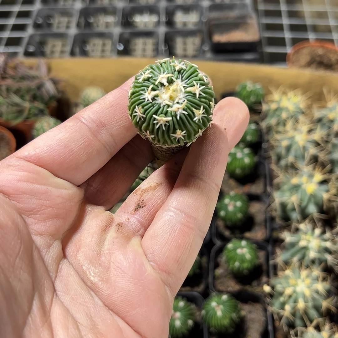 太刀岚单头发货单头