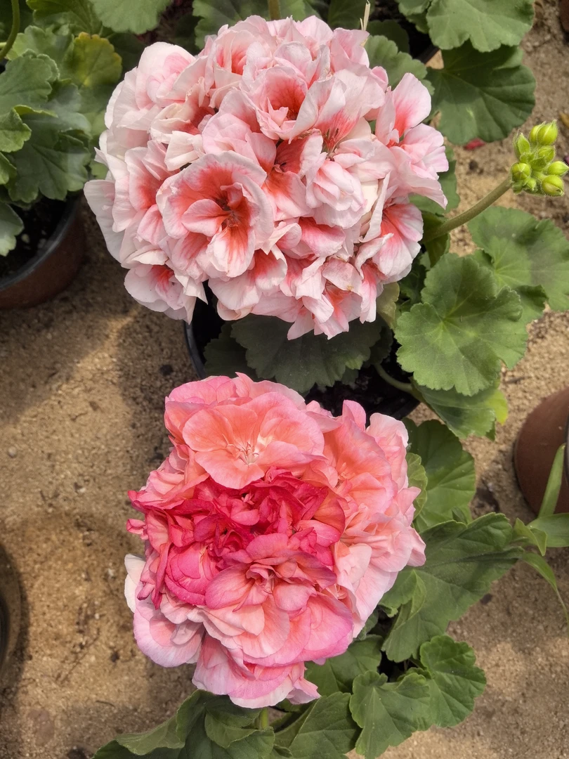 【皇后（直立）+粉色凤凰（直立小苗）】2颗天竺葵组合