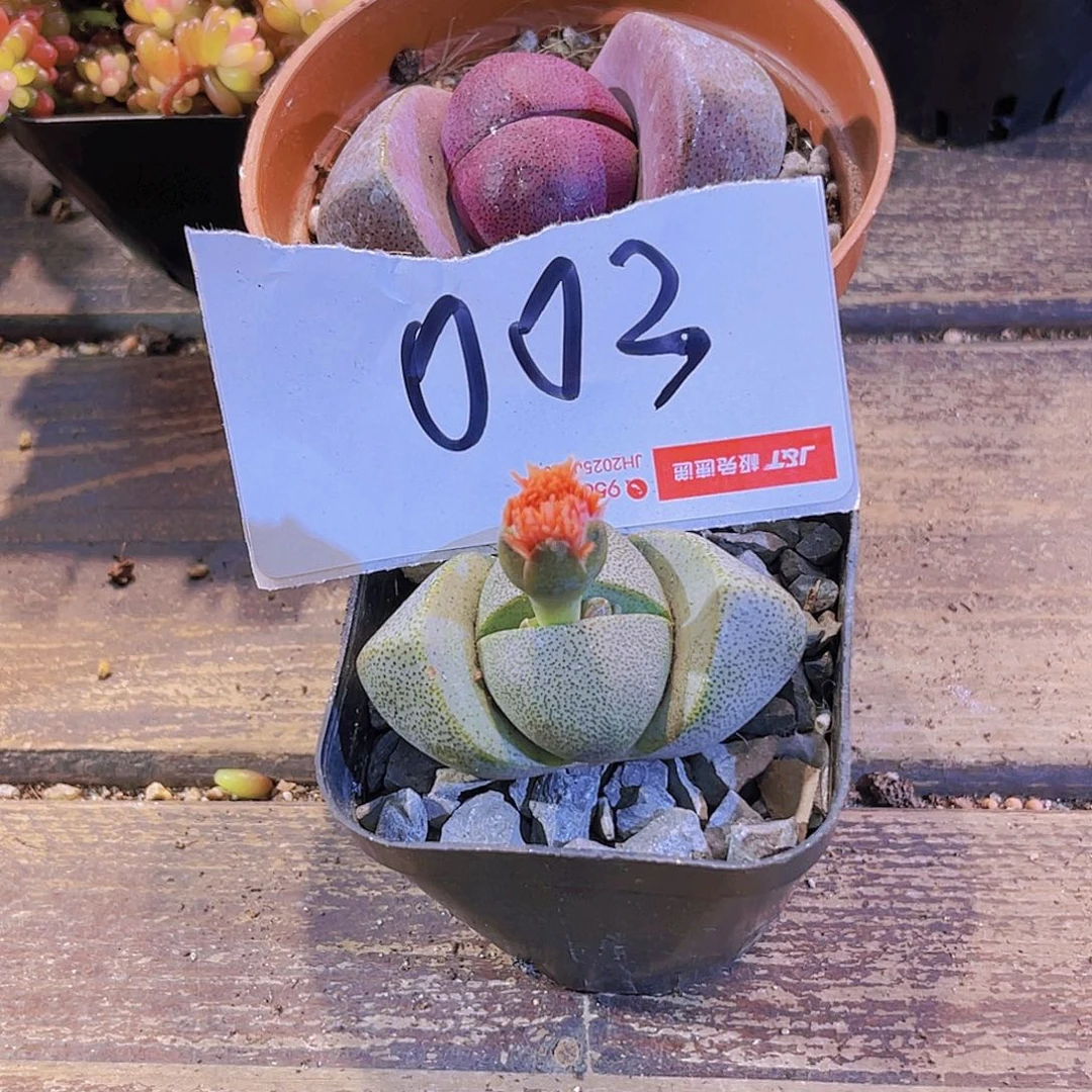 淘***多紫元宝。绿元宝003一物一拍