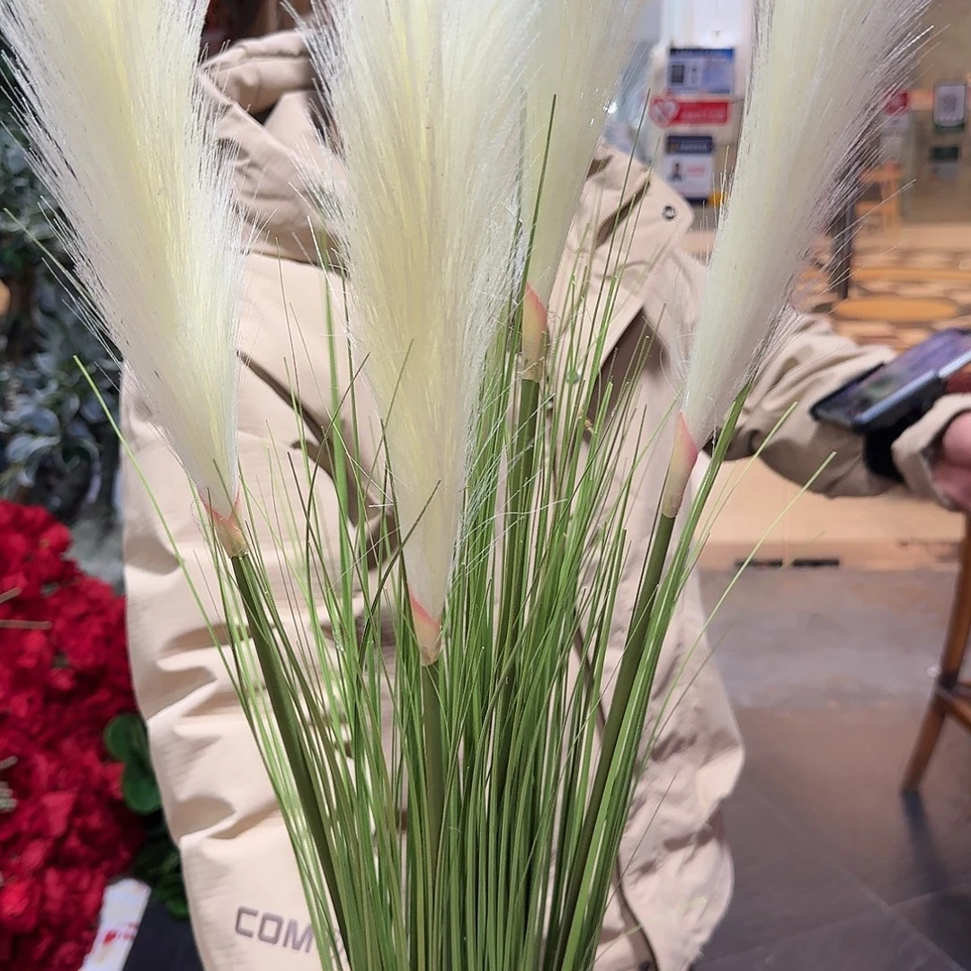654号芦苇大颗2颗