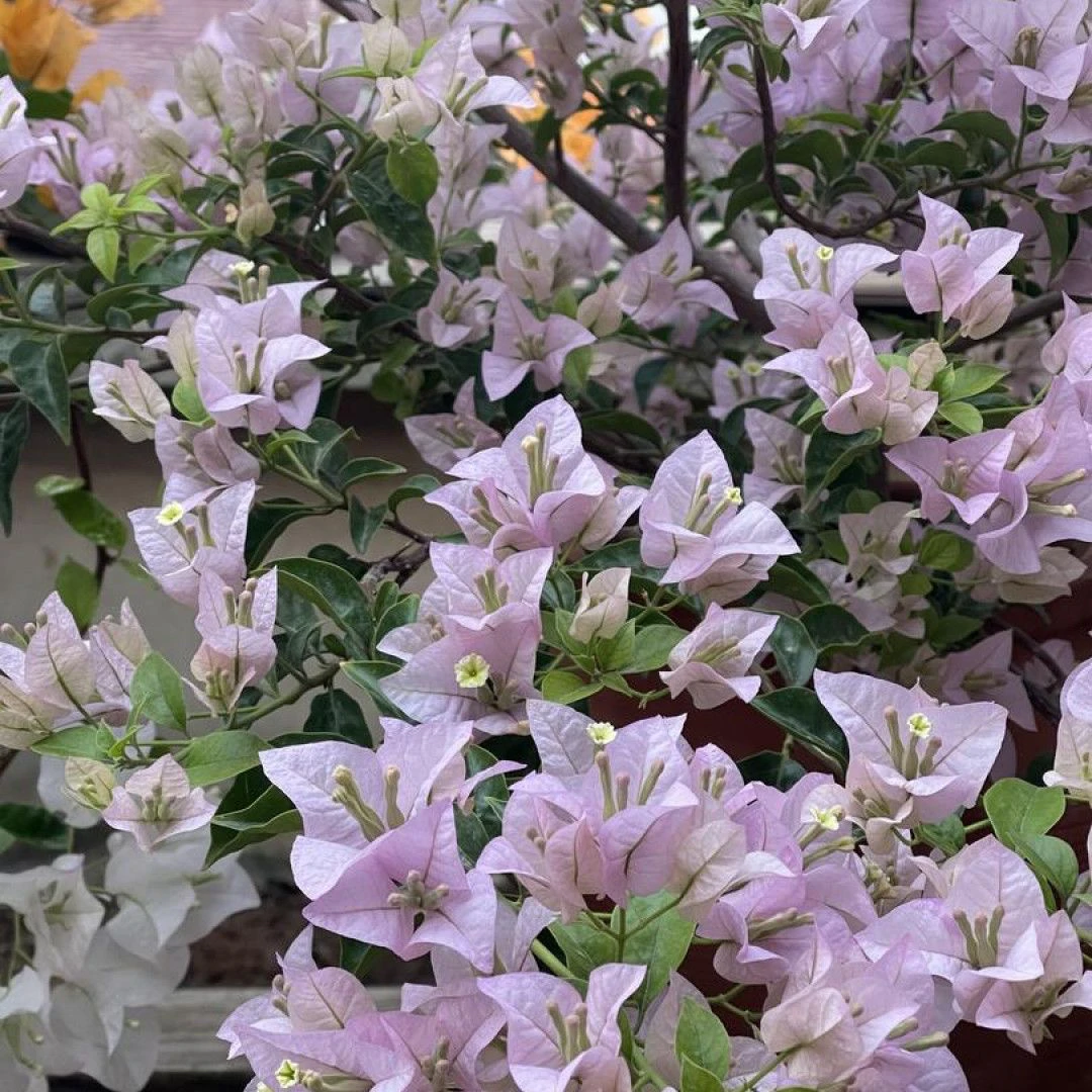 苹果花 三角梅绿植花卉 壮苗【不带花】发货