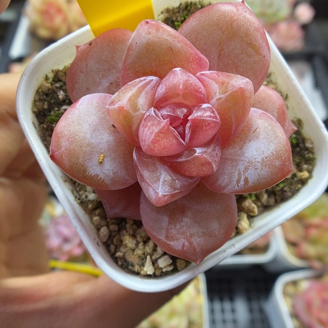 粉钻心珍妮454号。