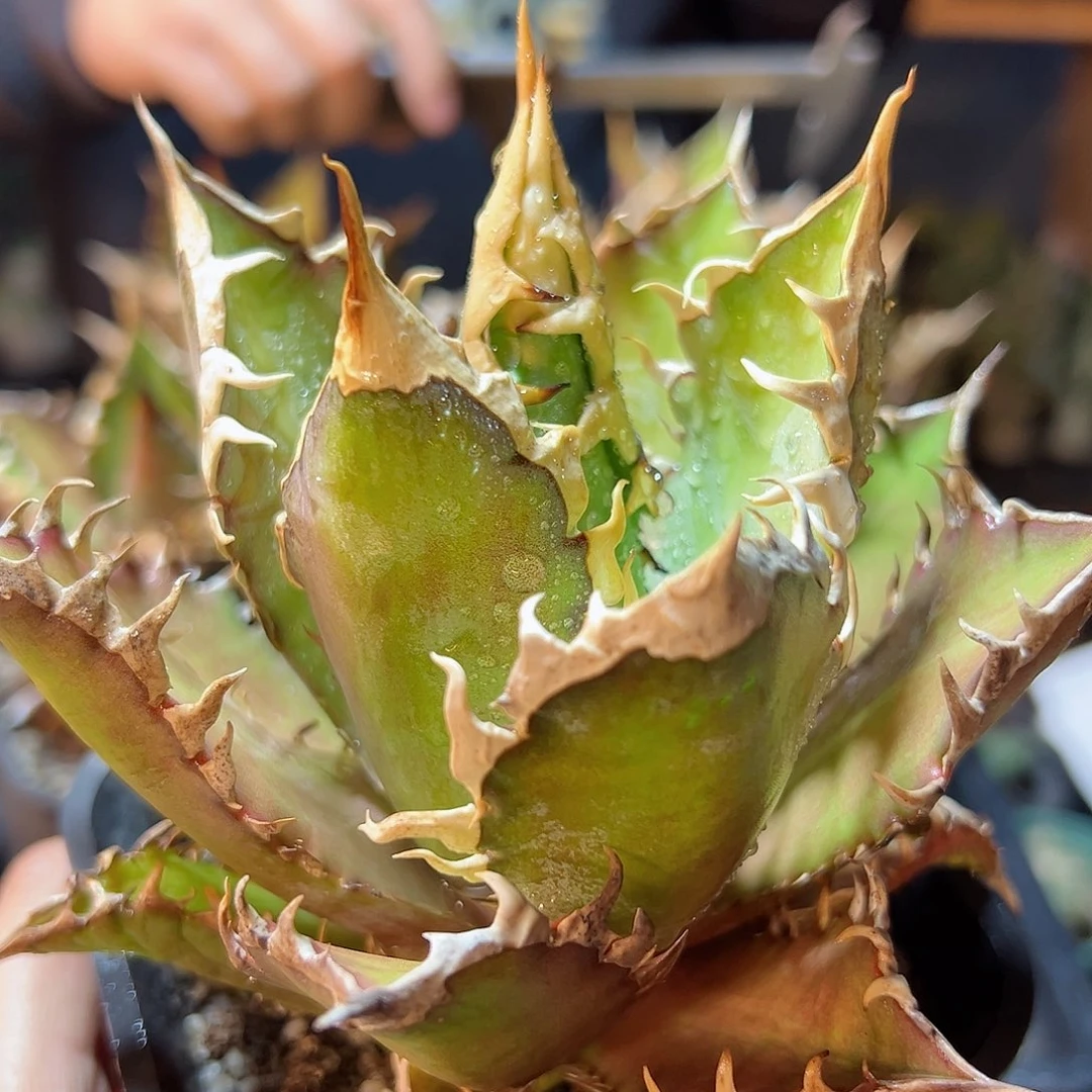 红猫11公分1颗脱土