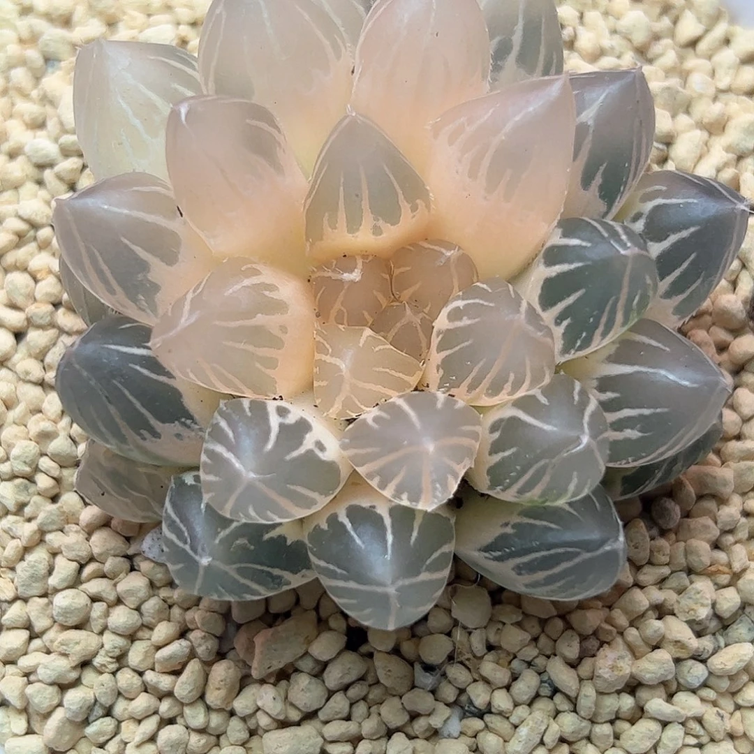 糊斑龙爪锦十二卷多肉植物