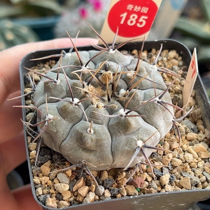 实生上蜡黑刺铅皮5cm