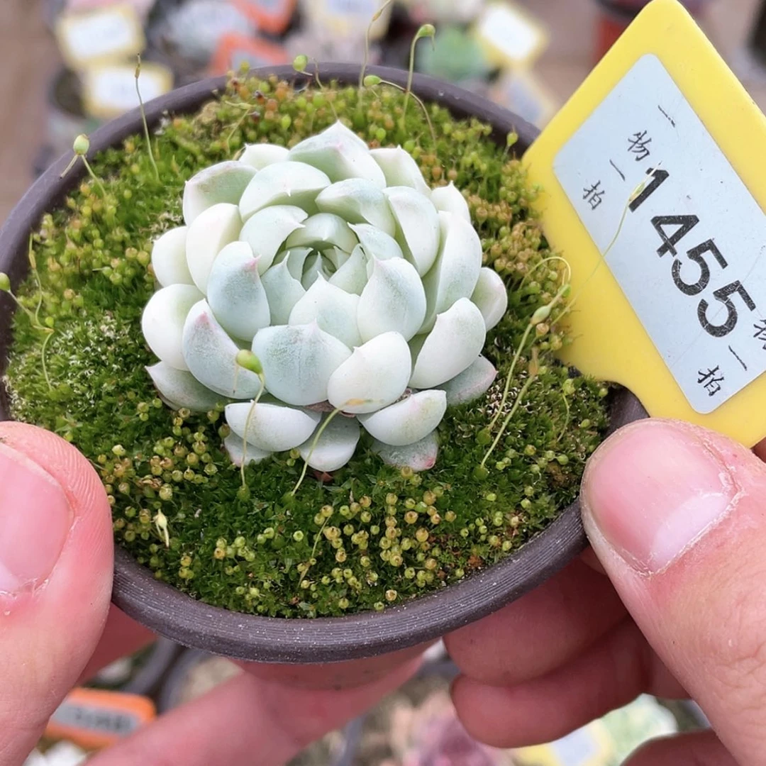 【闪购商品】1455号