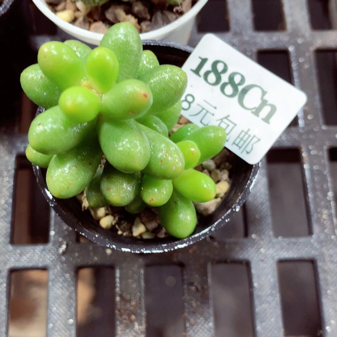 5厘米盆精控多肉188