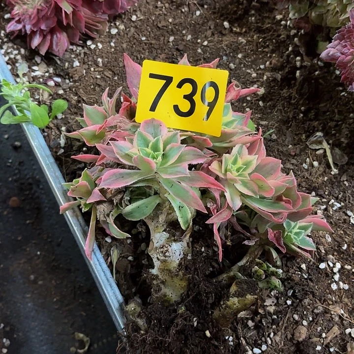 多肉植物福利来739