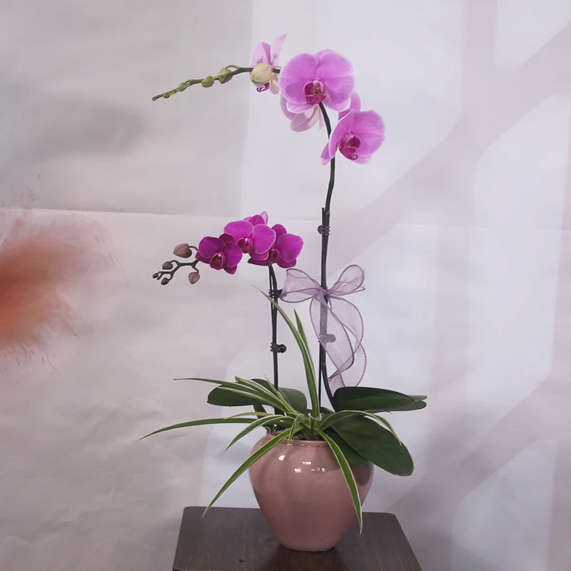 蝴蝶兰【福星高照】艺术组盆盆栽绿植花卉粉色带花苞年宵花桌面摆件