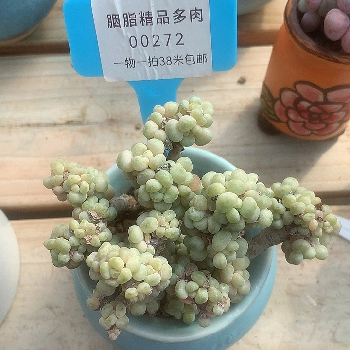 00272，璐璐老婆魔女