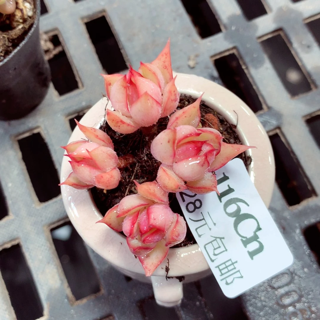 5厘米盆精控多肉116