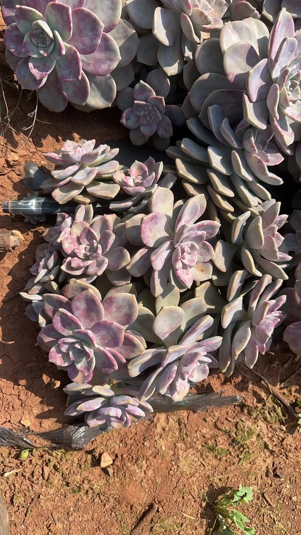 精品多肉大号紫乐 30公分起
