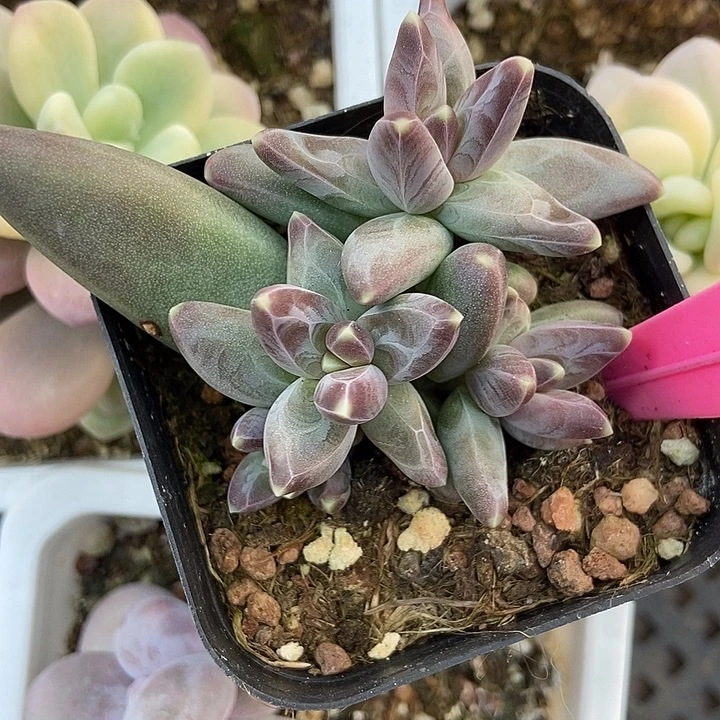 多肉植物凤羽美人69