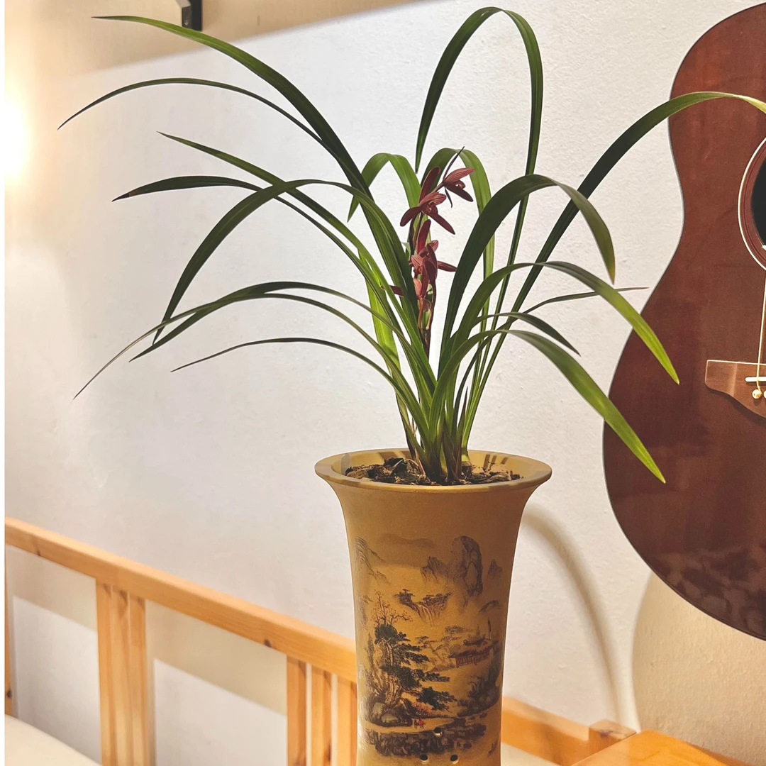 墨宝精品兰花浓香型兰花建兰室内盆栽客厅花卉绿植盆栽植物室内