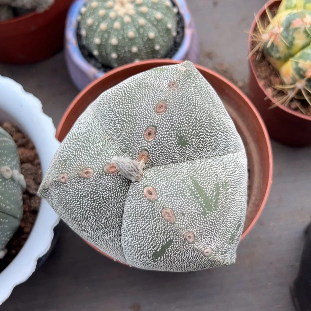 边***力零零落落 零零落落