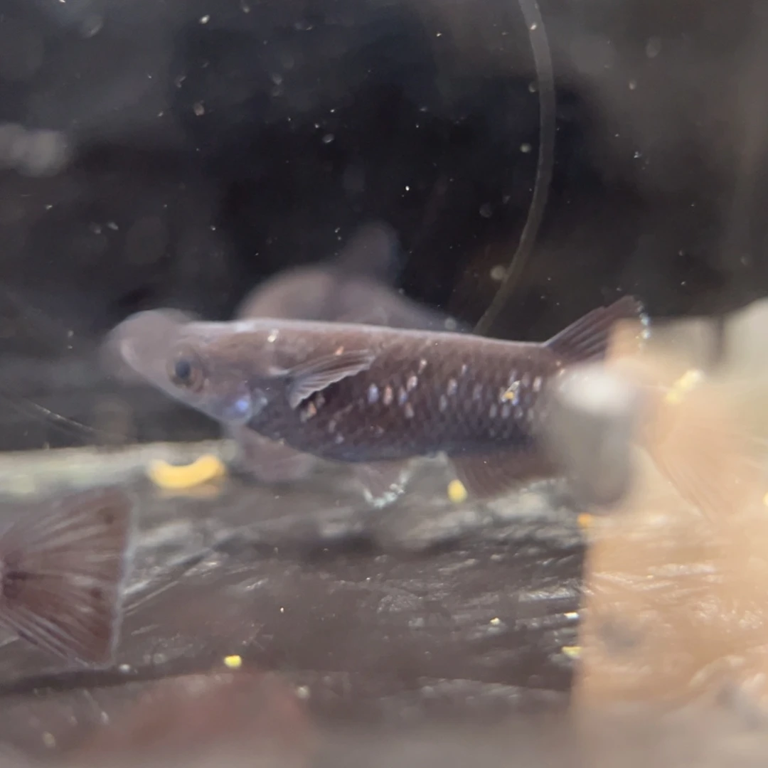 青鳉鱼234耀变天目五尾