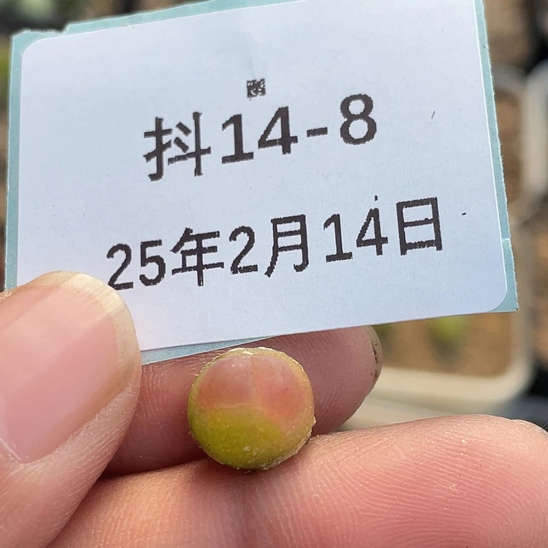 14-8拉登多肉植物