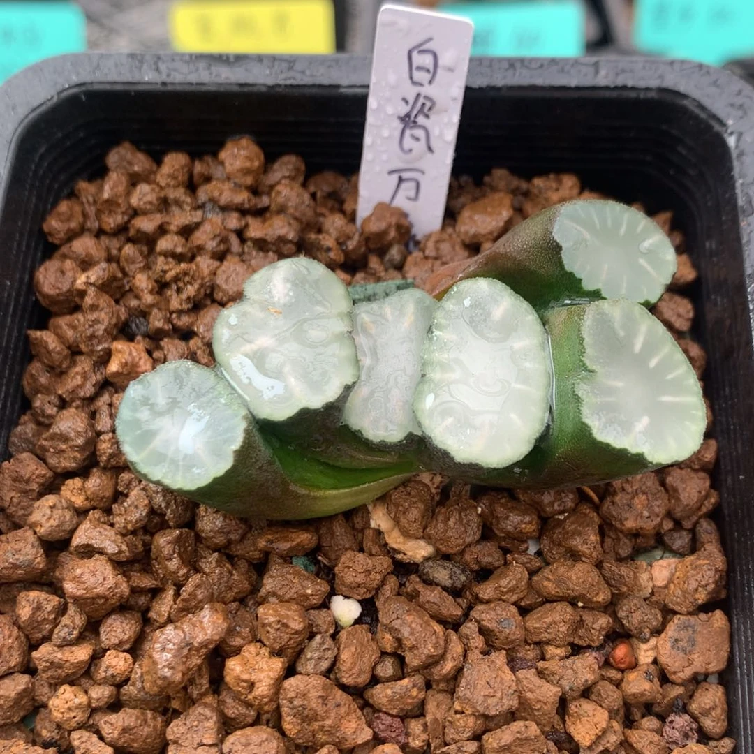 白瓷万象一物一拍