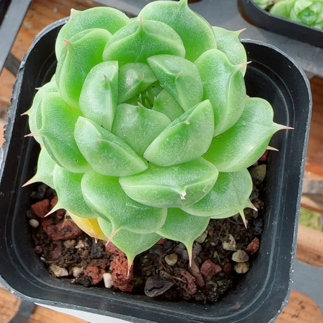 星***星花语逸镜0018-78麦秆