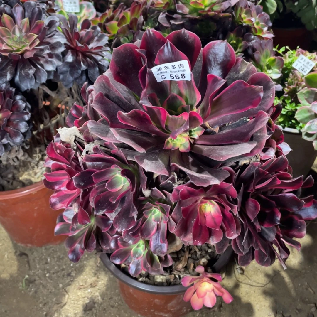 568美杜莎多肉法师断枝不包