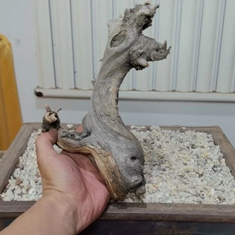 柏木（崖柏）培****工