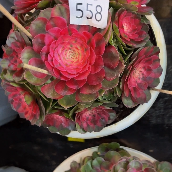 多肉植物荔枝等558个