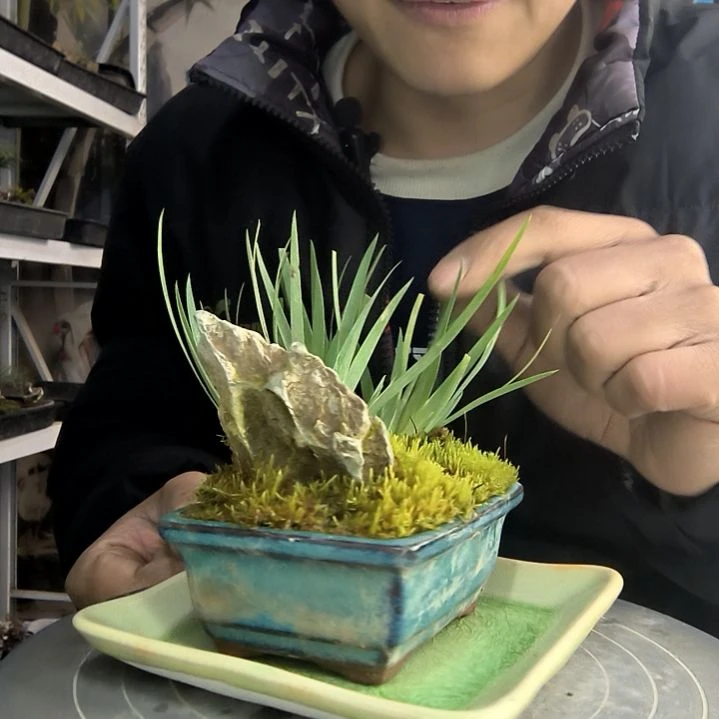 @****～小盆景小植物一物一拍108