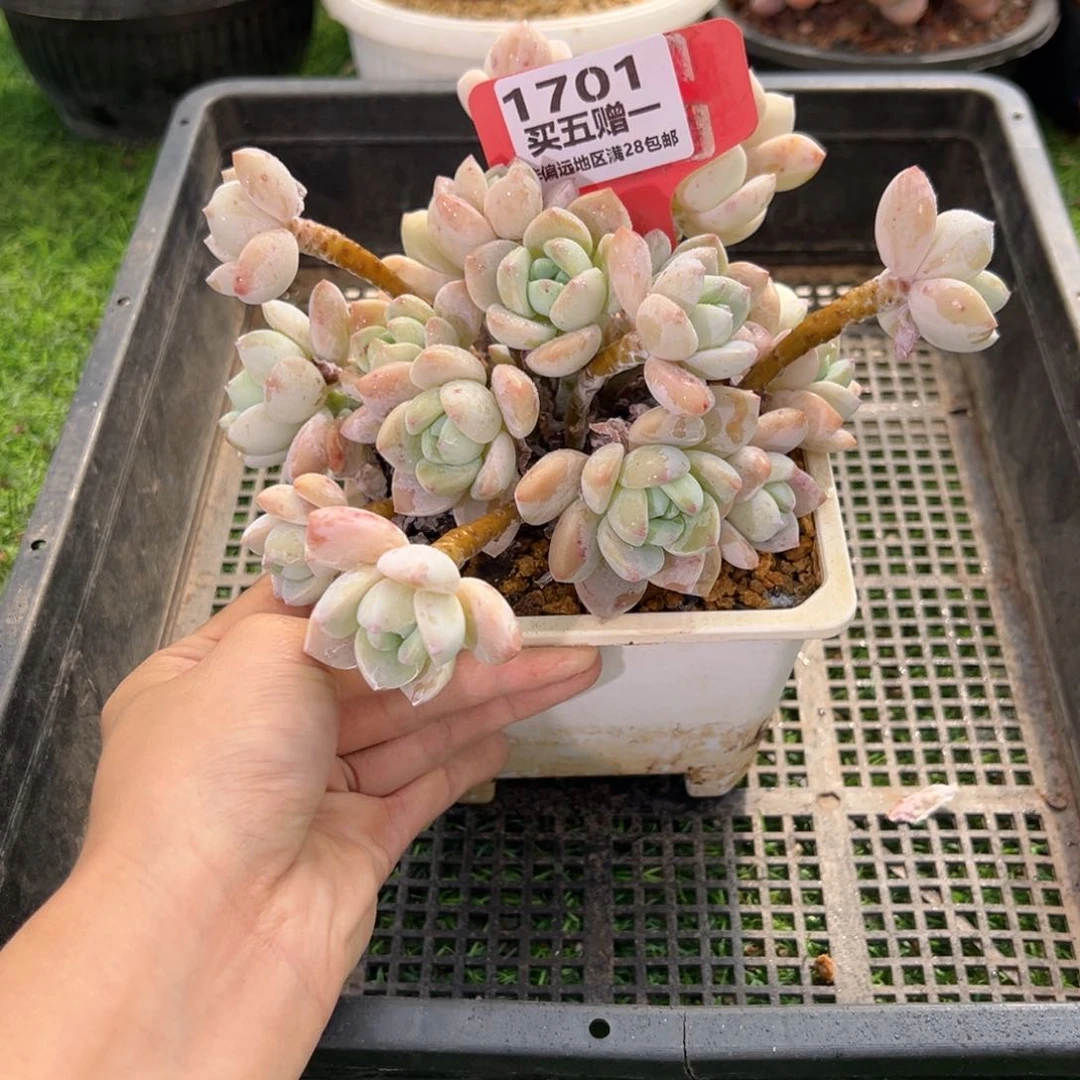 表妹精品多肉1701.