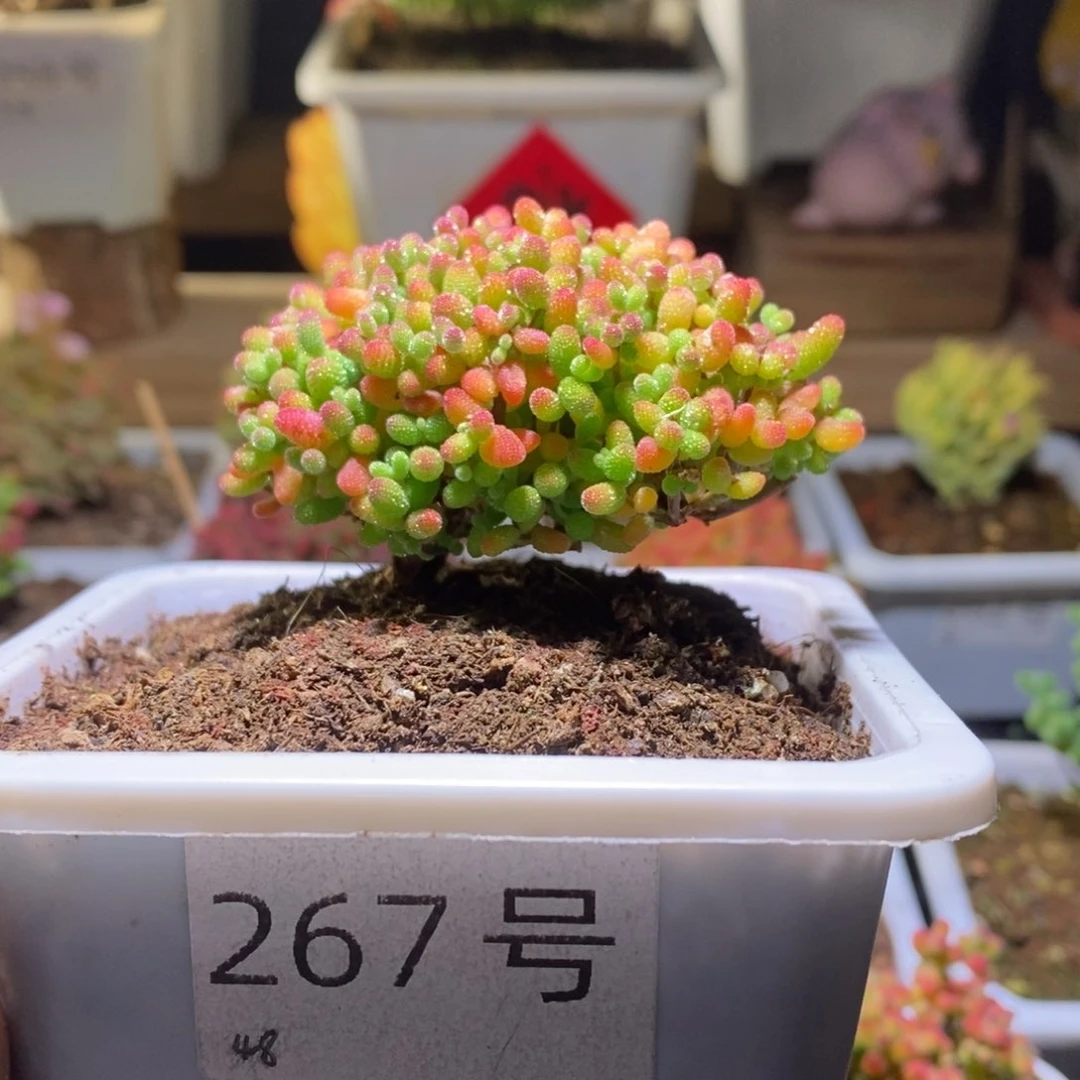 蜜橘带盆土发货一物一拍