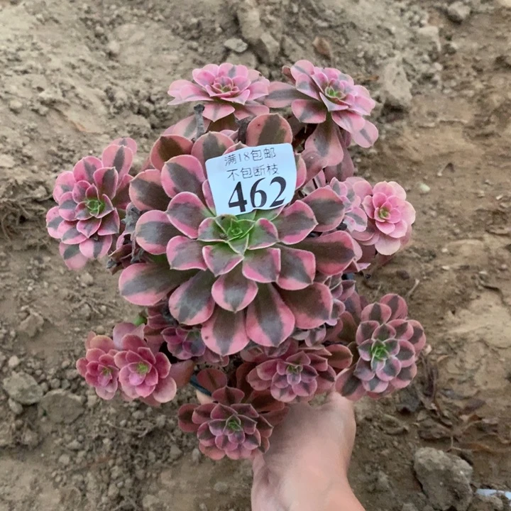 462美杜莎手捧4号