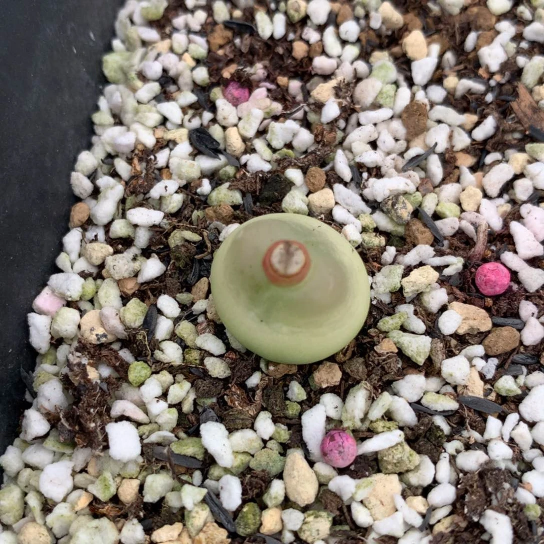 743大王拉登一颗