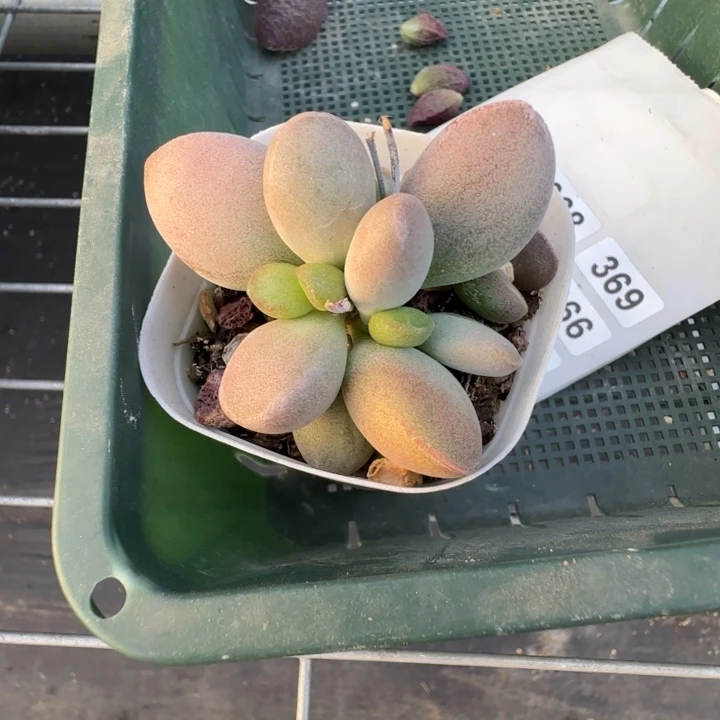 安***妮仙桃水泡多肉植物