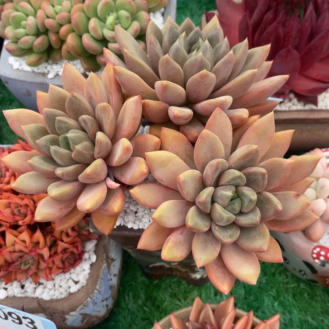 红象牙多肉植物盆栽多肉植物