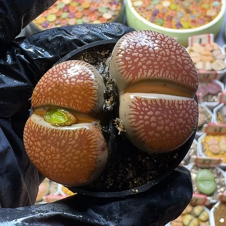 生石花3:：。紫折。 13号。 3.5左右