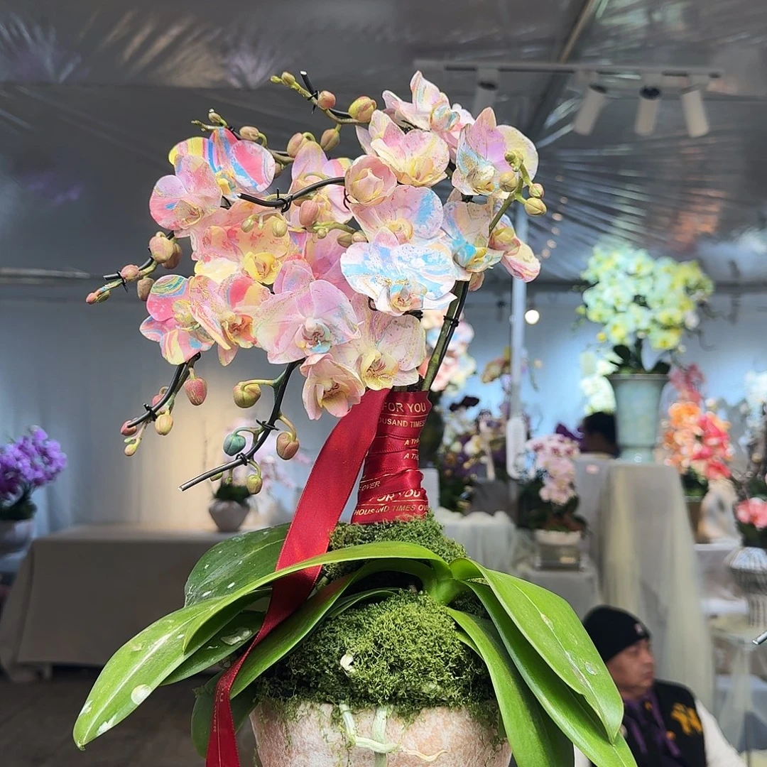 完全开放一物一拍