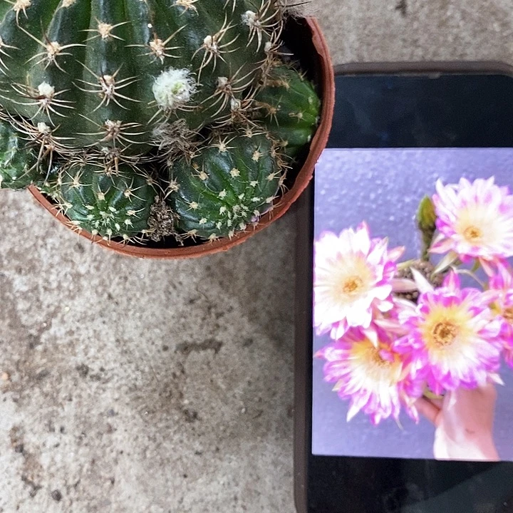 汤姆丽花，5-10公分左右